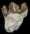 Hyracodon (Running Rhino) Tooth - South Dakota #60954-2